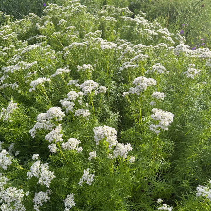 Slender mountain mint |Spotswood Greenery