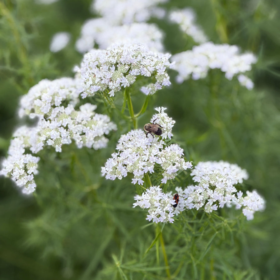 Slender mountain mint |Spotswood Greenery