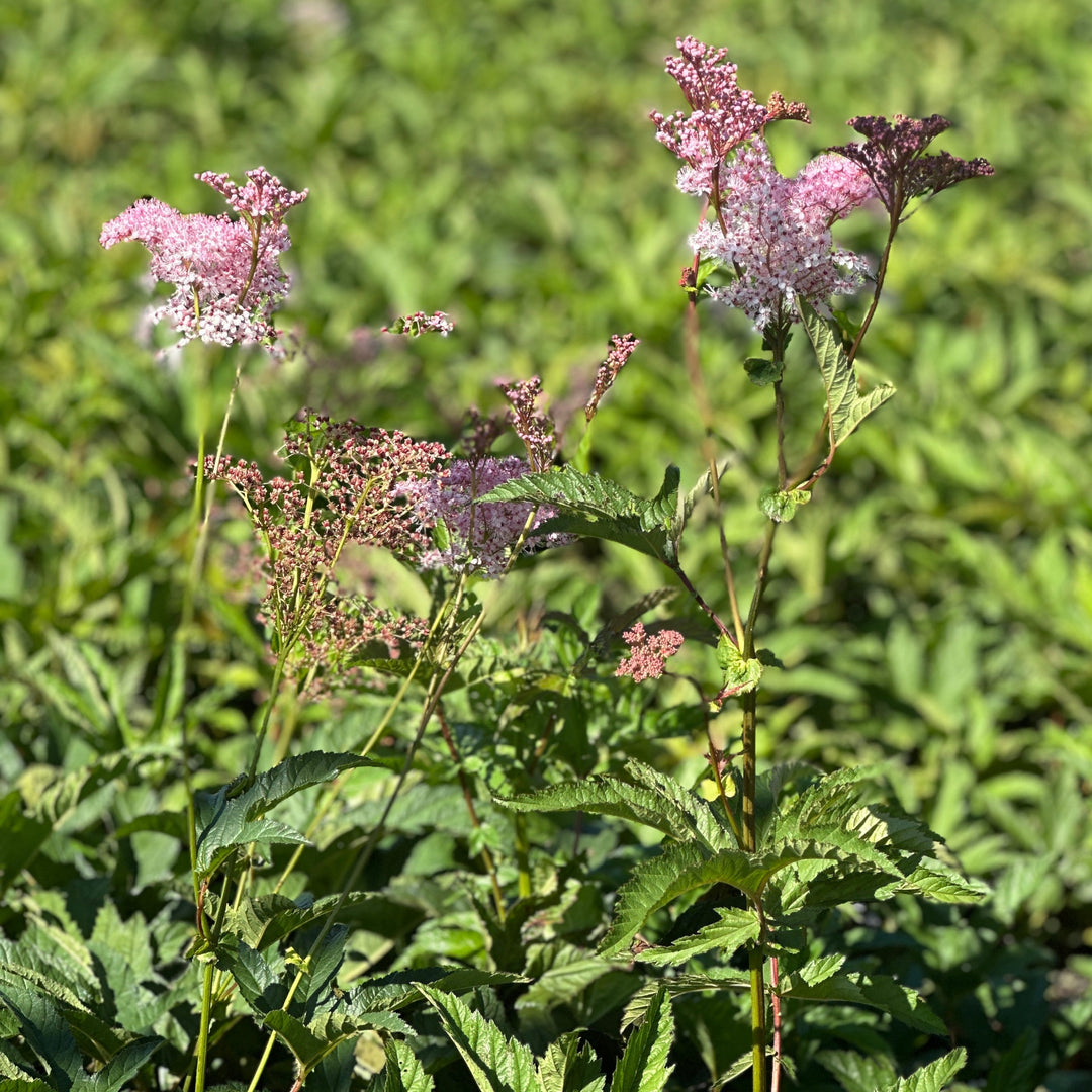 Queen of the Prairie |Spotswood Greenery