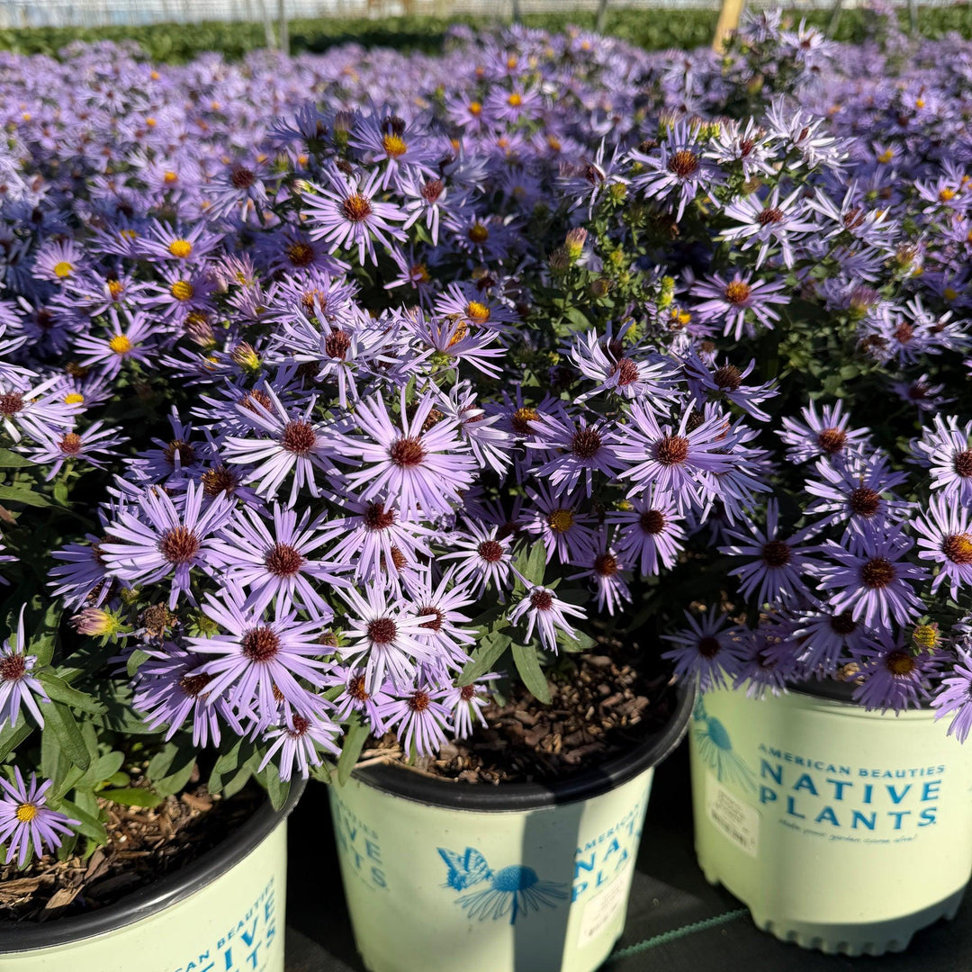 Raydon's Favorite Aromatic Aster |Spotswood Greenery