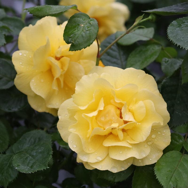 Reminiscent® Yellow Rose- | Proven Winners®