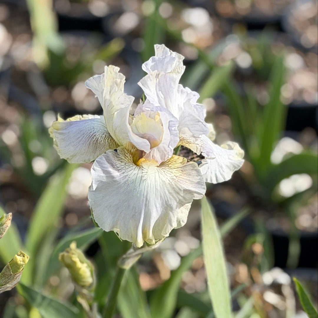 Renown German Bearded Iris |Spotswood Greenery