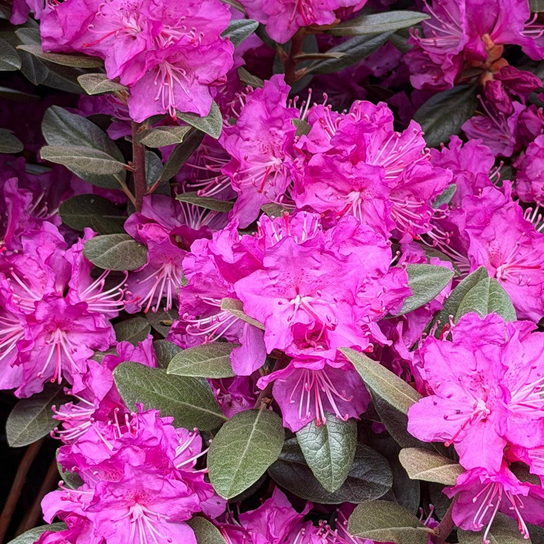 PJM Elite  Rhododendron |Spotswood Greenery