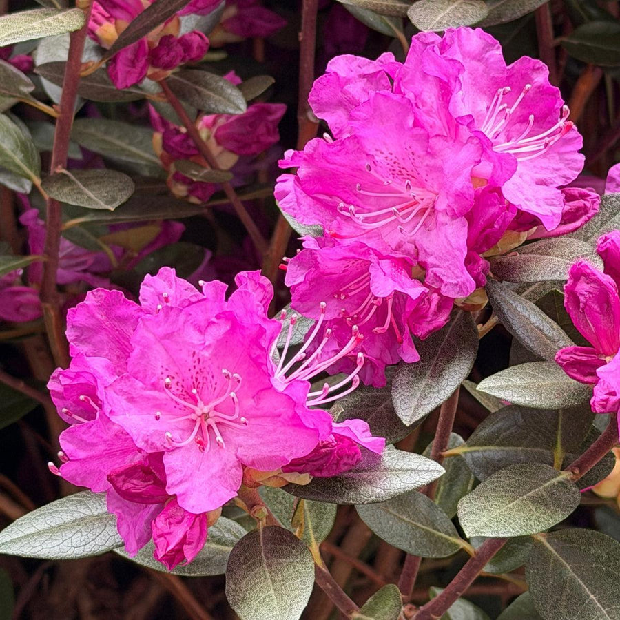 PJM Elite  Rhododendron |Spotswood Greenery