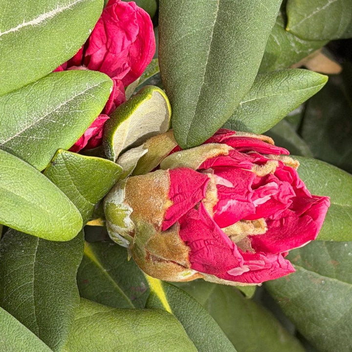 Rhododendron Yaku Prince |Spotswood Greenery