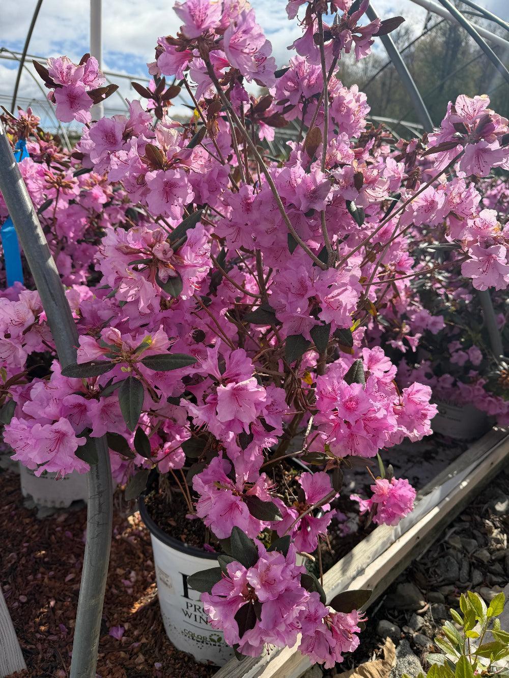 Black Hat Rhododendron |Spotswood Greenery