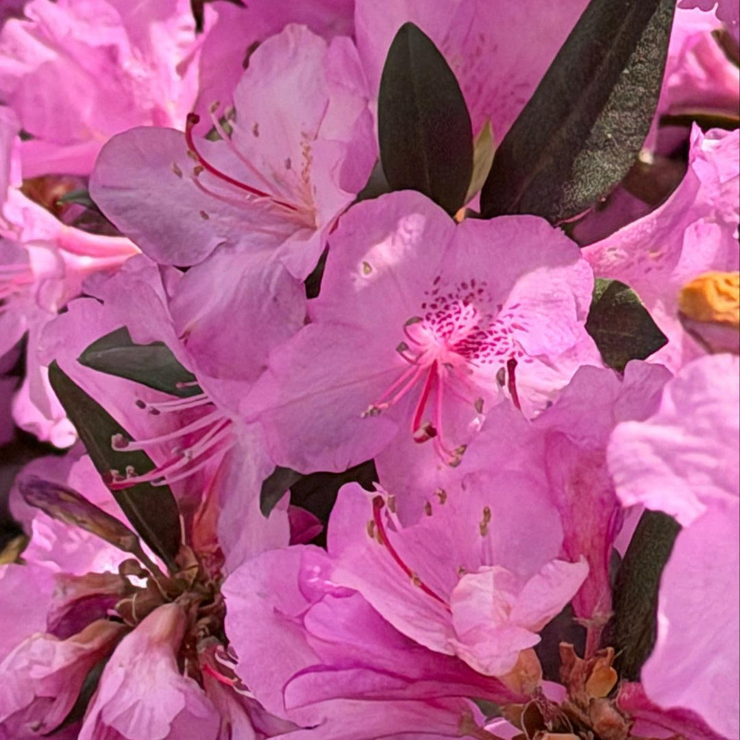 Black Hat Rhododendron |Spotswood Greenery