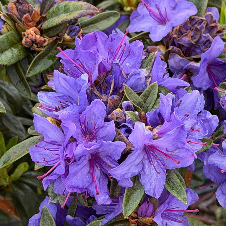 Rhododendron Blue Baron |Spotswood Greenery