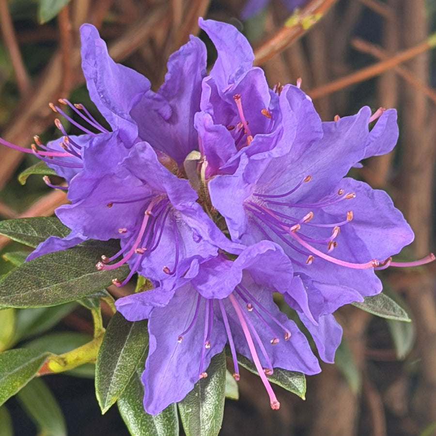 Rhododendron Blue Baron |Spotswood Greenery