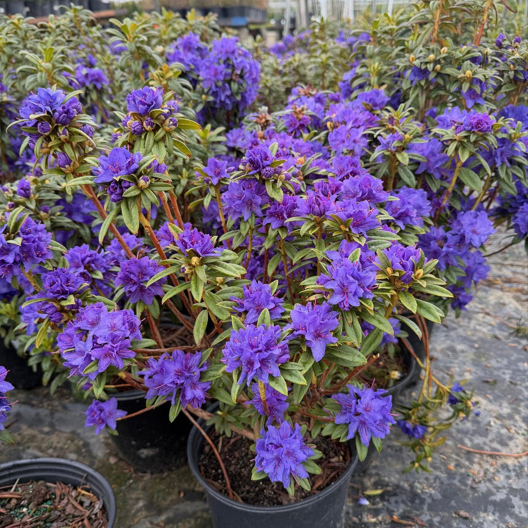 Blue Baron Rhododendron