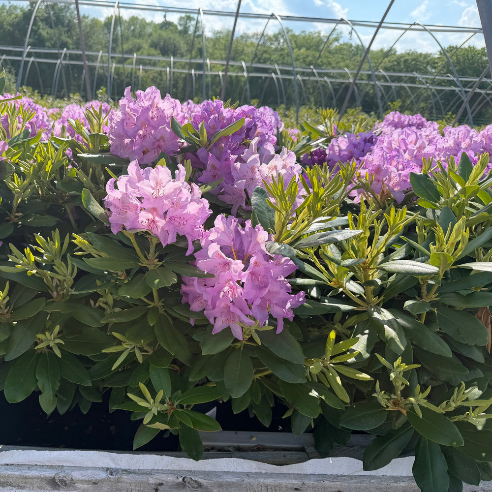 Lavender rhododendron flower clusters growing in a greenhouse |Spotswood Greenery