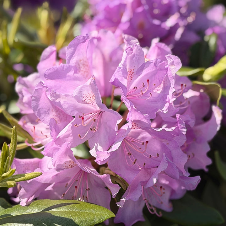 Close-up of light purple rhododendron flowers with green leaves in a natural outdoor setting. |Spotswood Greenery