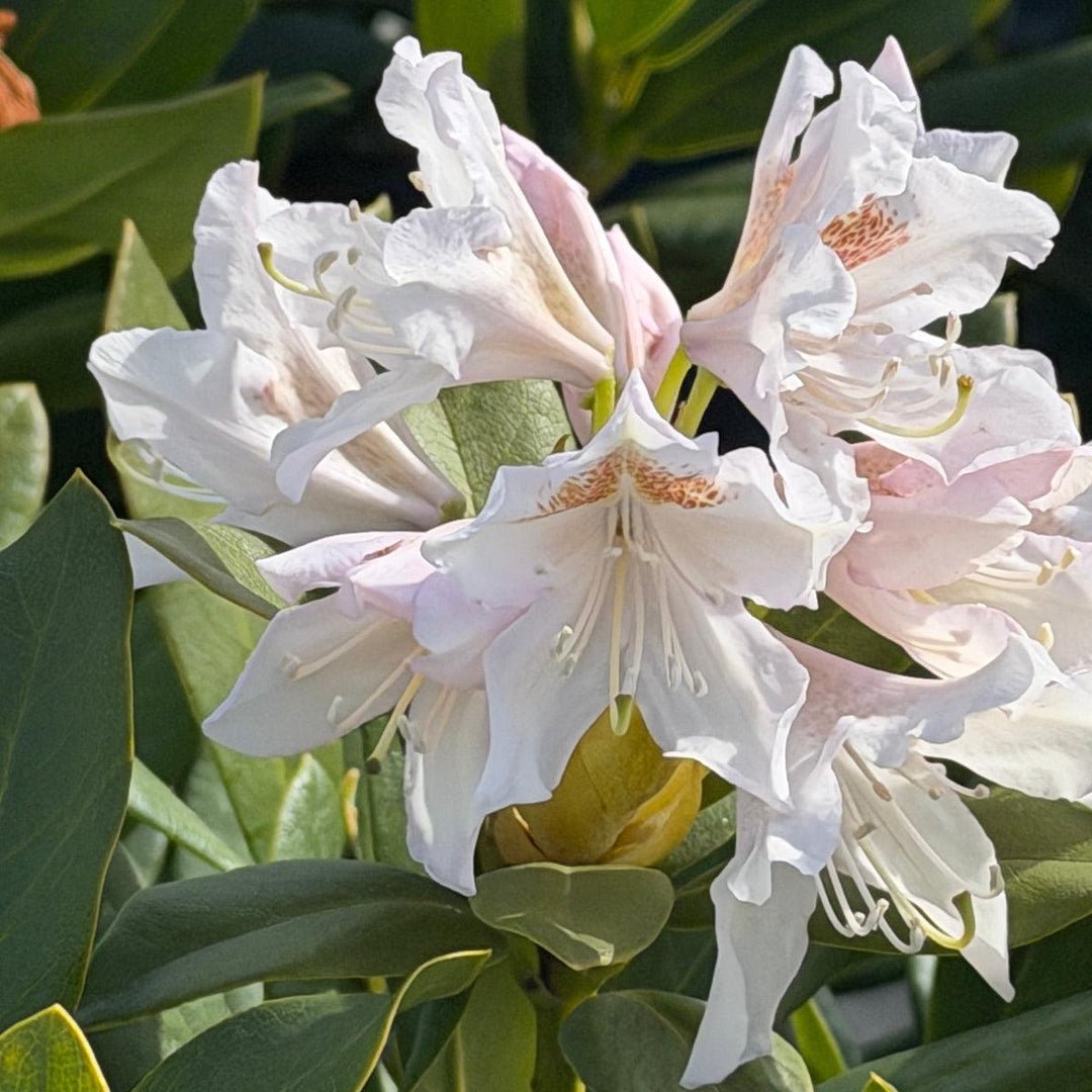 Cunningham White Rhododendron |Spotswood Greenery