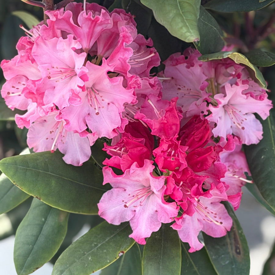 pink rhododendron flower closeup |Spotswood Greenery