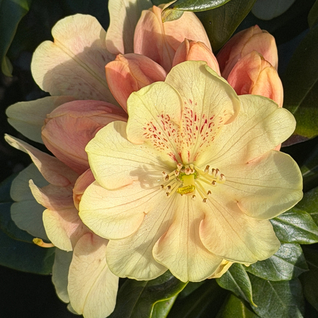Gold Prinz Rhododendron |Spotswood Greenery