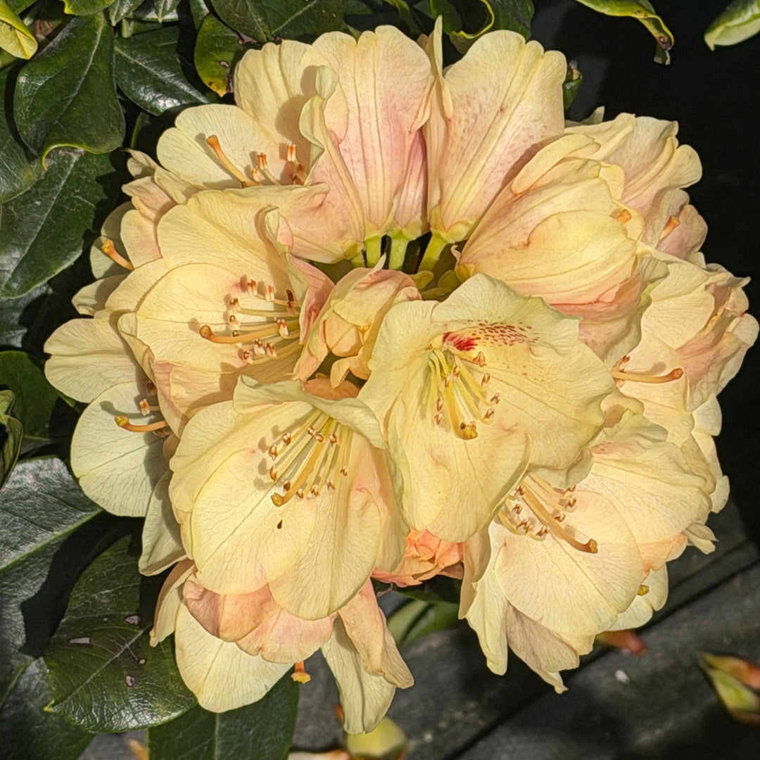 Gold Prinz Rhododendron |Spotswood Greenery