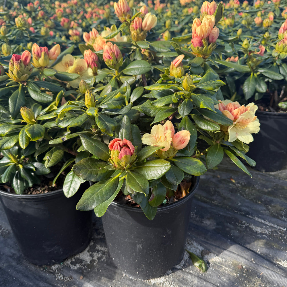 Gold Prinz Rhododendron |Spotswood Greenery