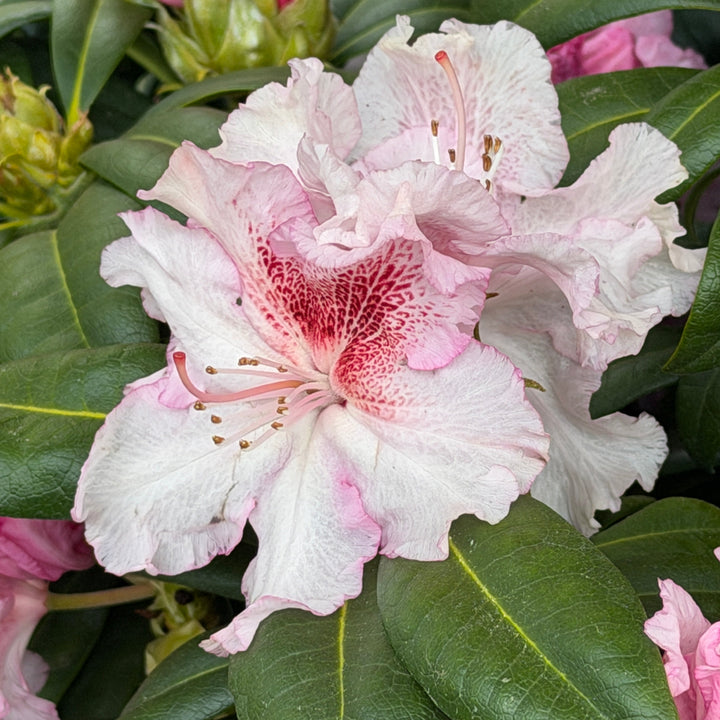 Holdens peach rhododendron |Spotswood Greenery