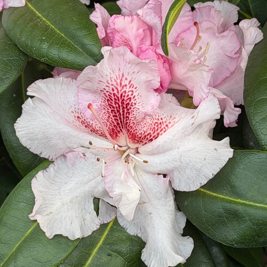 Holdens peach rhododendron |Spotswood Greenery