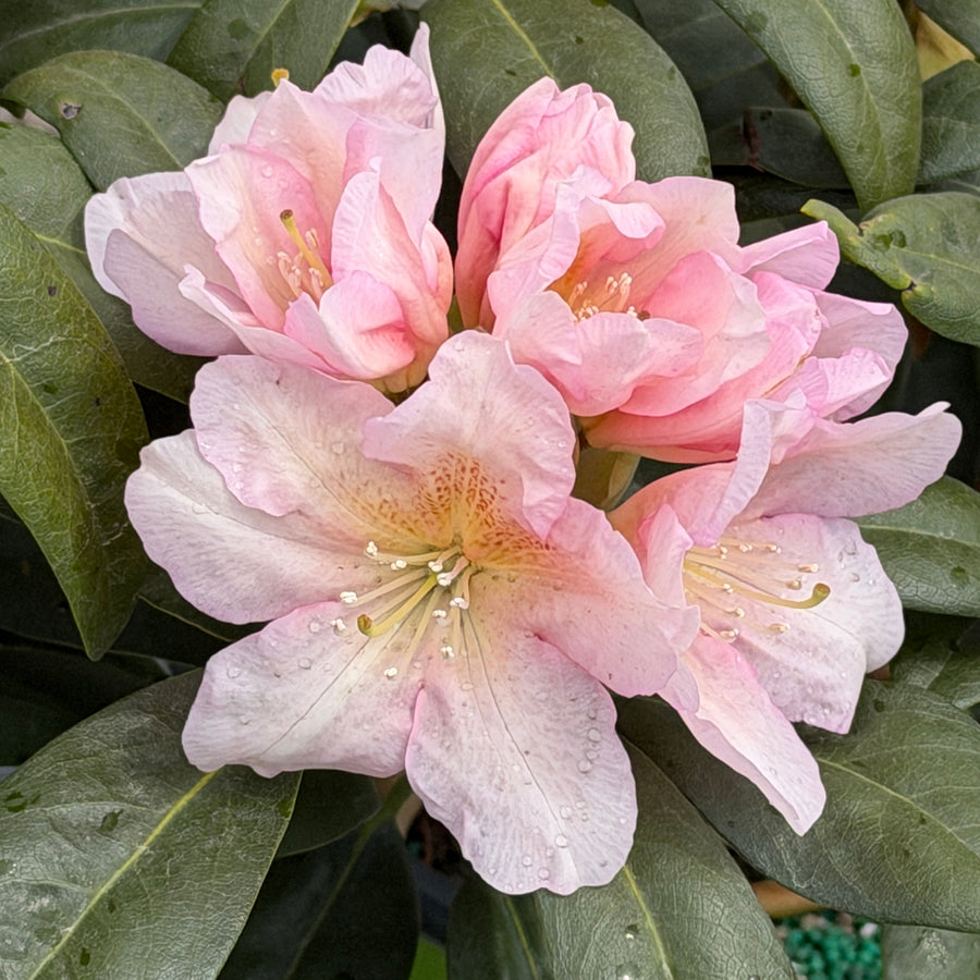 peach rhododendron bloom close up |Spotswood Greenery