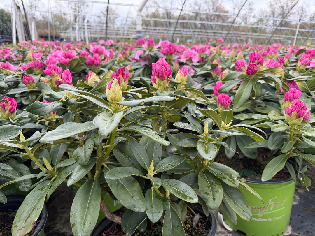 Holden's Pink Rhododendron |Spotswood Greenery