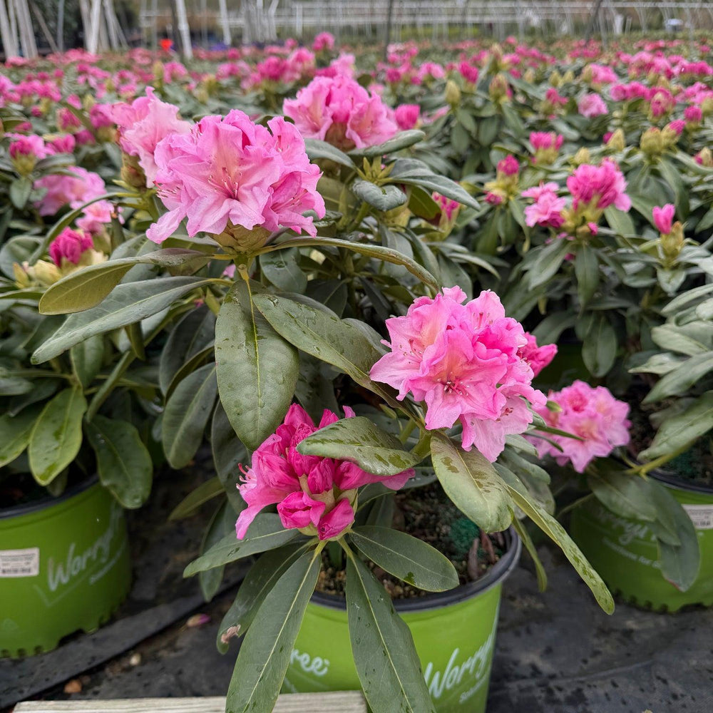 Holden's Pink Rhododendron |Spotswood Greenery