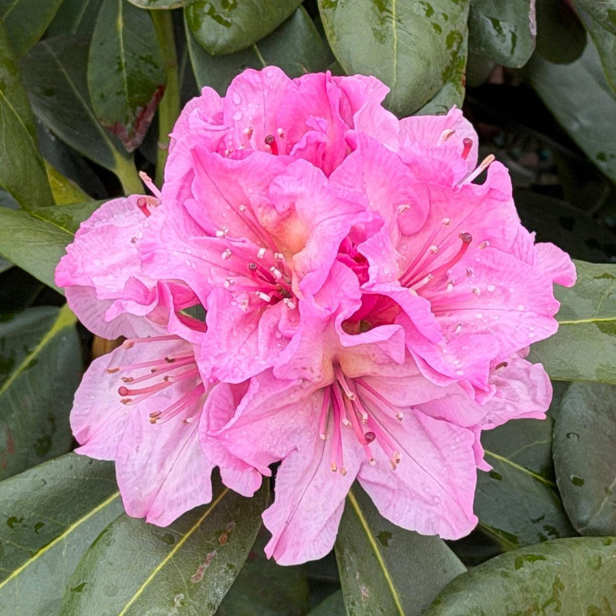 Holden's Pink Rhododendron |Spotswood Greenery
