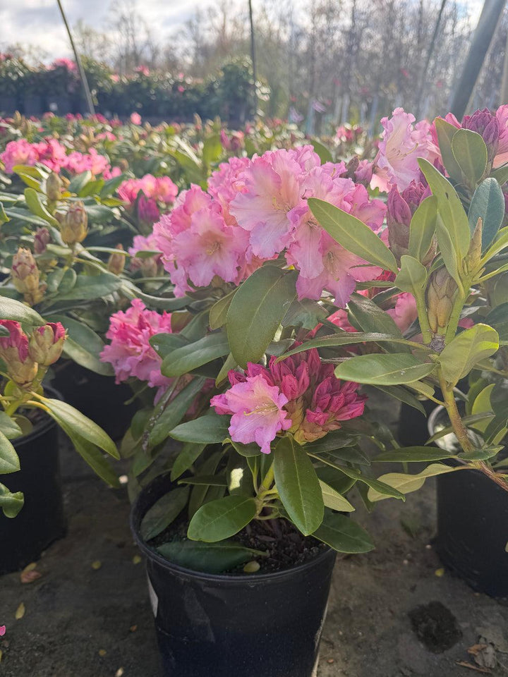 Hoopla Rhododendron |Spotswood Greenery