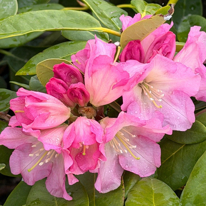 Hoopla Rhododendron |Spotswood Greenery