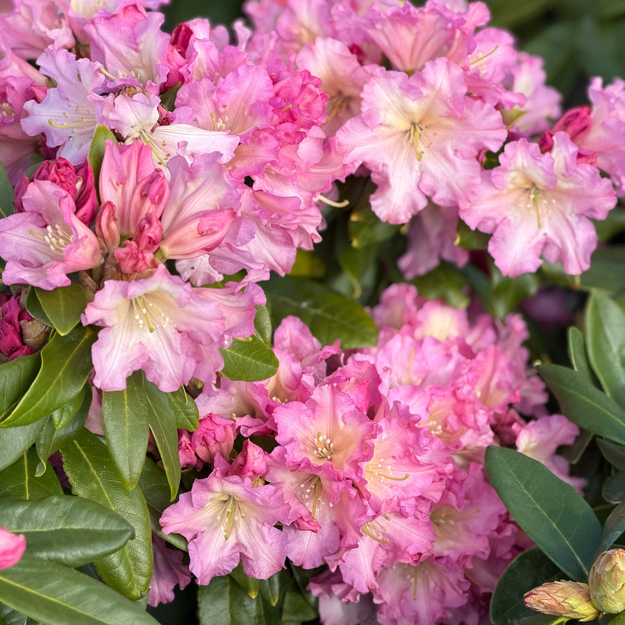 Hoopla Rhododendron |Spotswood Greenery