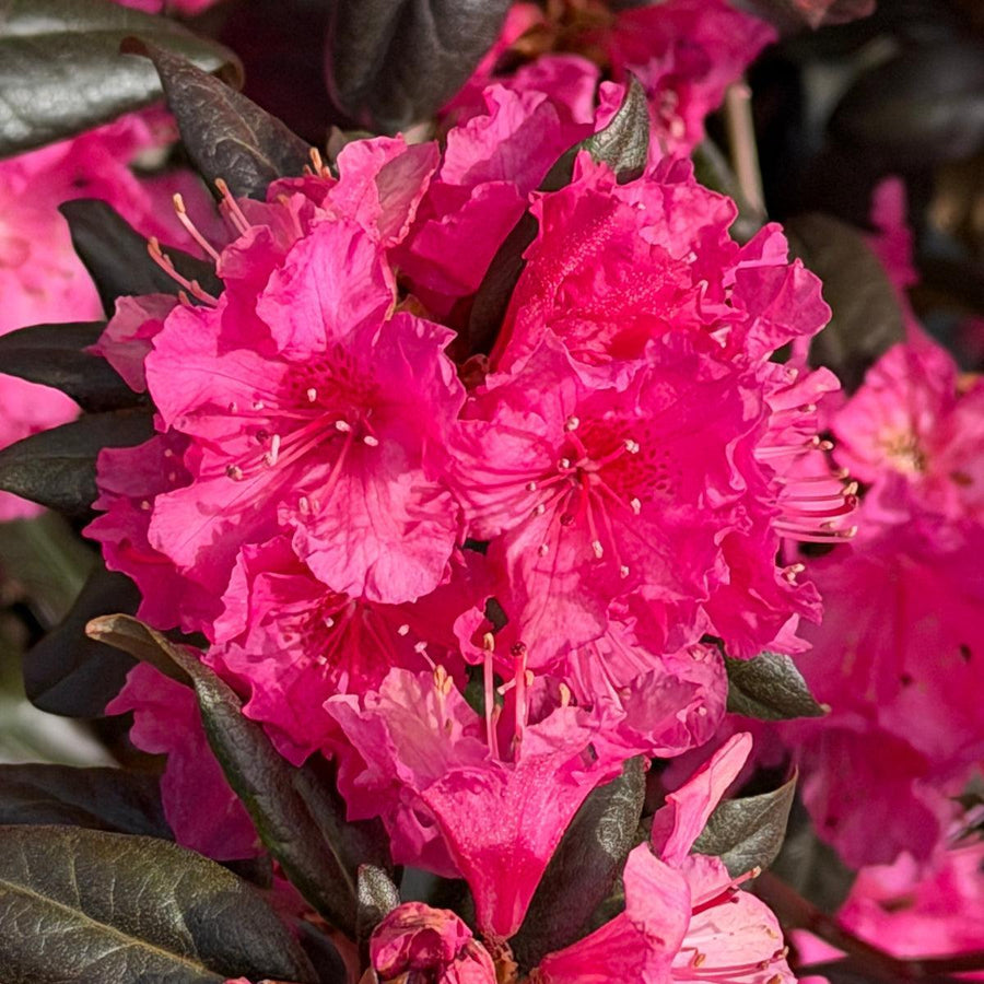 Landmark Rhododendron |Spotswood Greenery