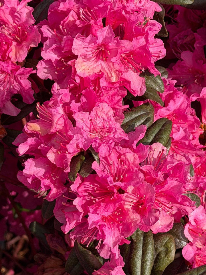 Landmark Rhododendron |Spotswood Greenery