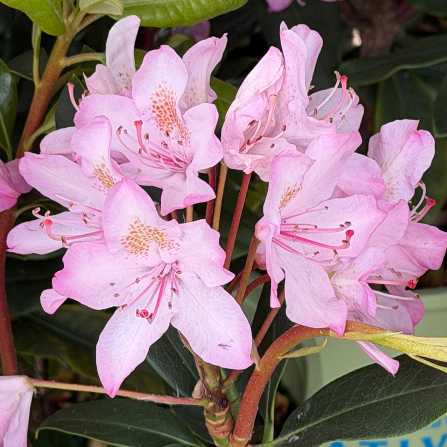 Independence rhododendron in bloom |Spotswood Greenery