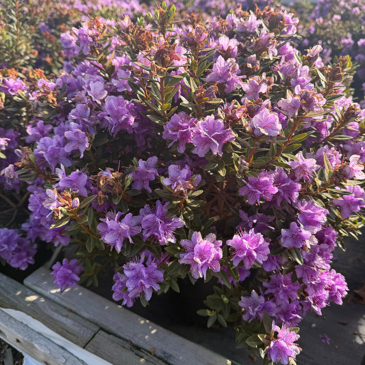 Purple Gem Rhododendron in bloom |Spotswood Greenery