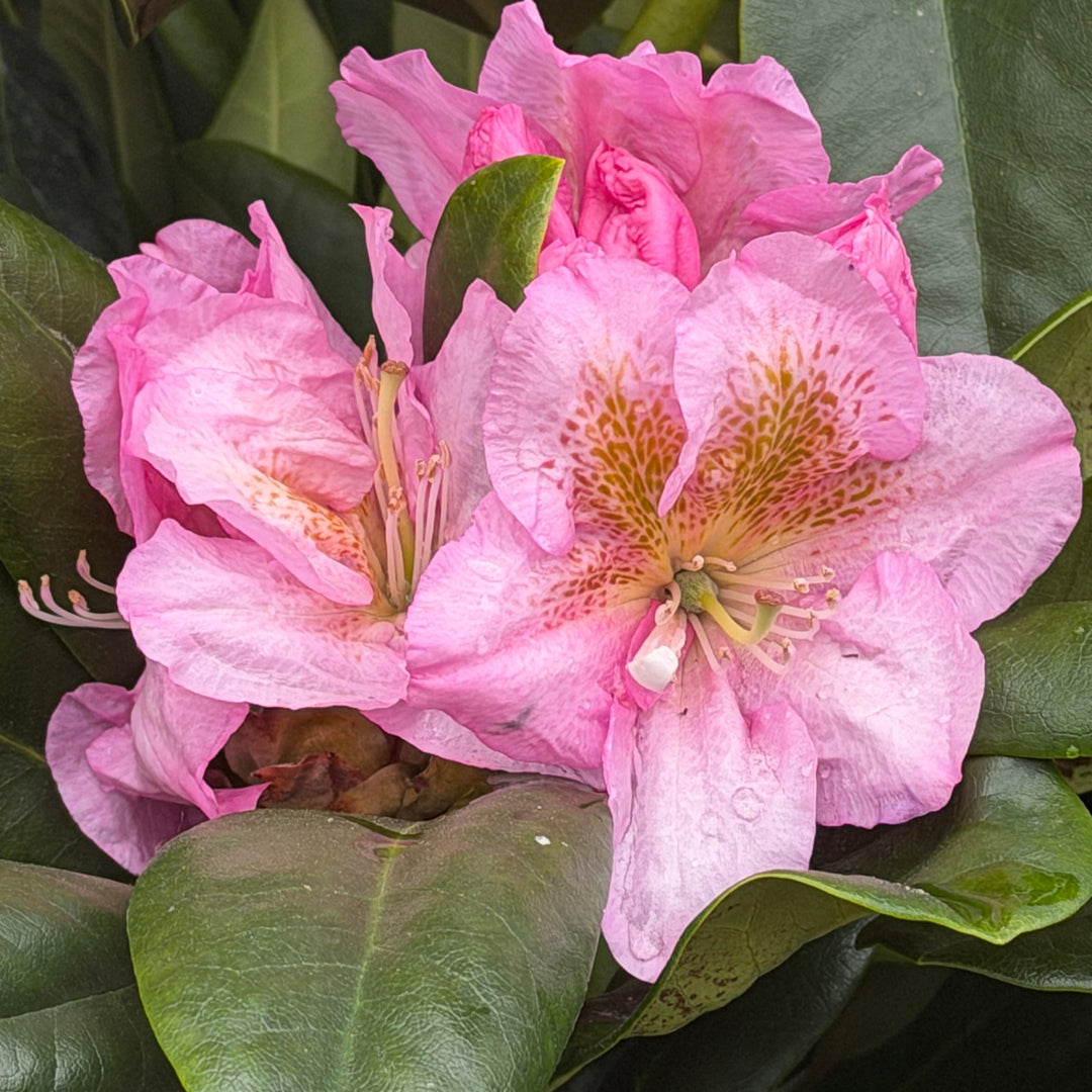 Scintillation Rhododendron |Spotswood Greenery