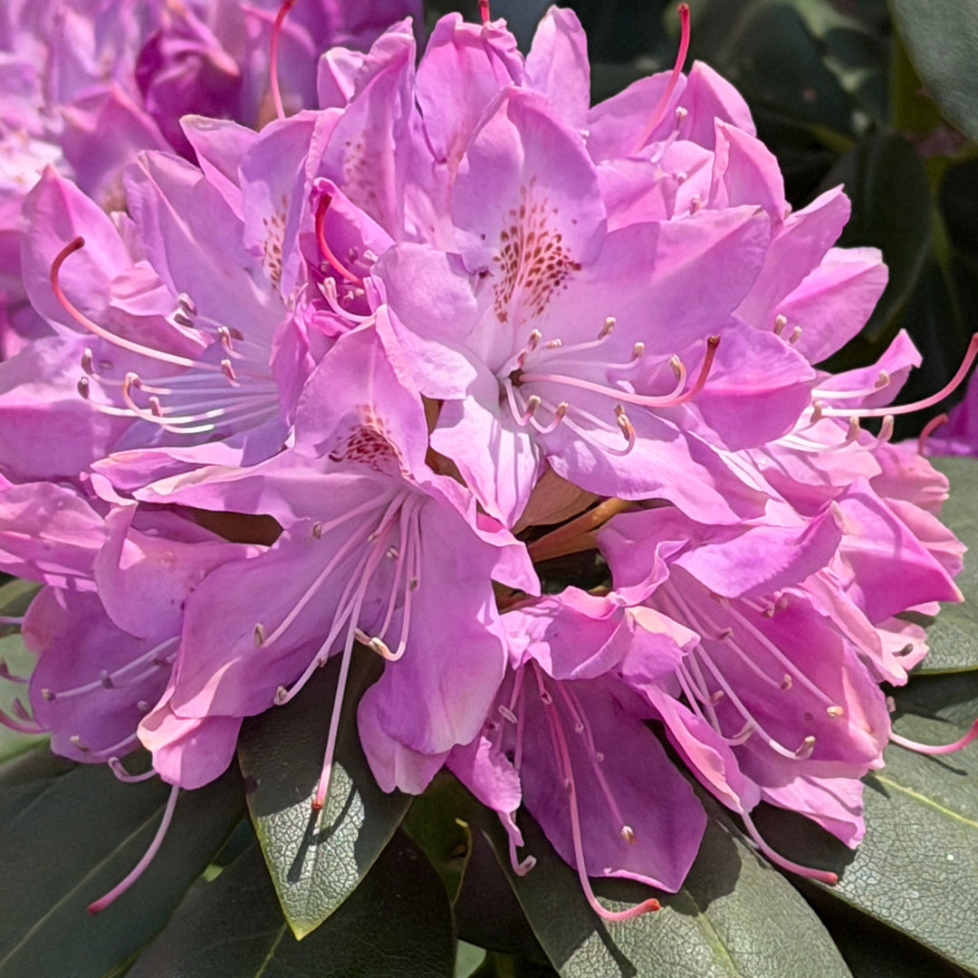 Scintillation Rhododendron |Spotswood Greenery