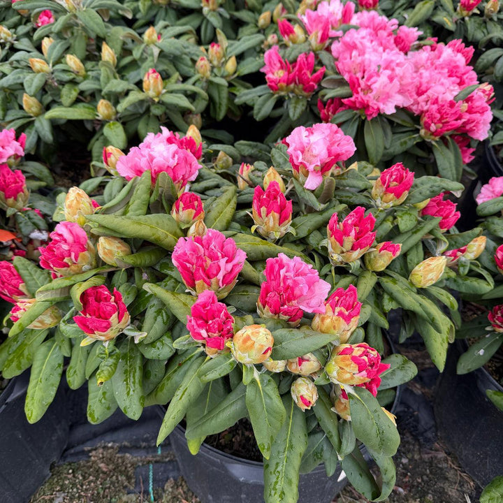 Rhododendron Yaku Prince |Spotswood Greenery
