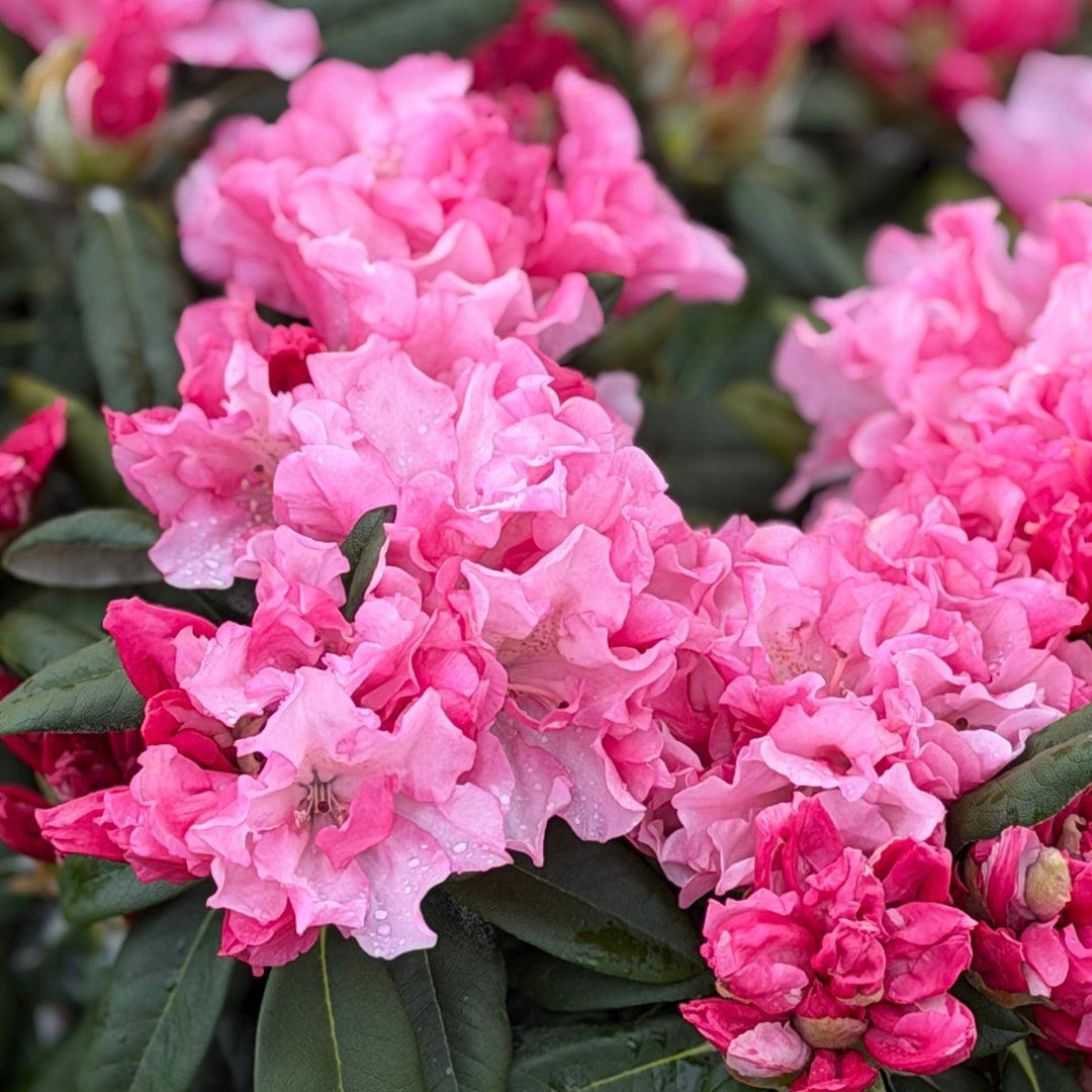 Rhododendron Yaku Prince |Spotswood Greenery