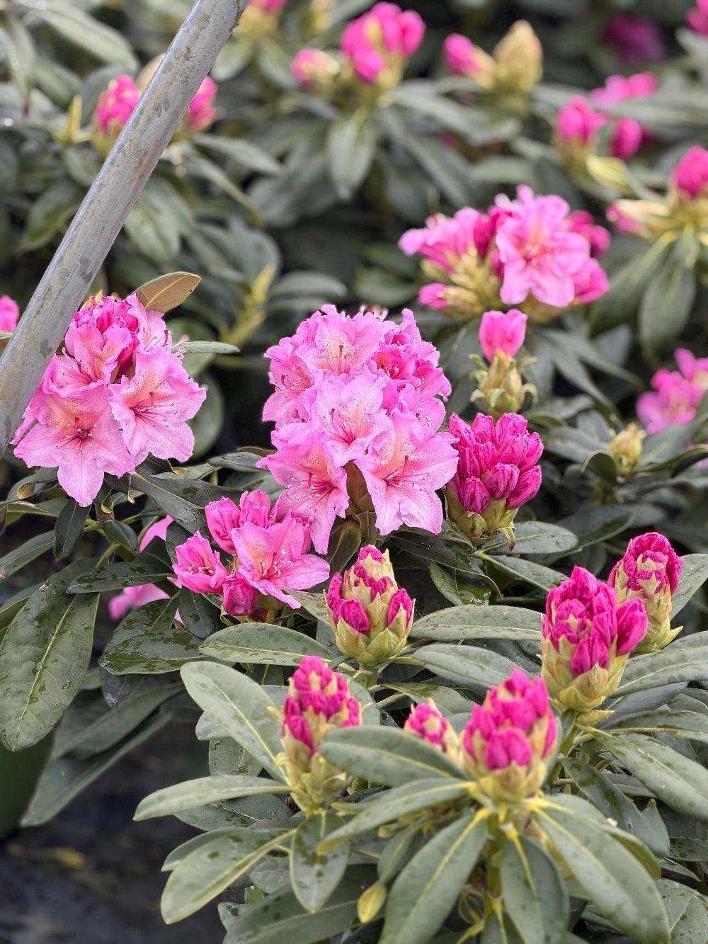 Rhododendron Yaku Prince |Spotswood Greenery
