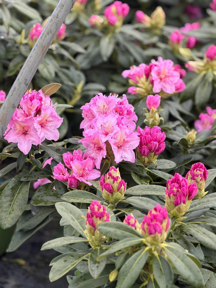 Rhododendron Yaku Prince |Spotswood Greenery