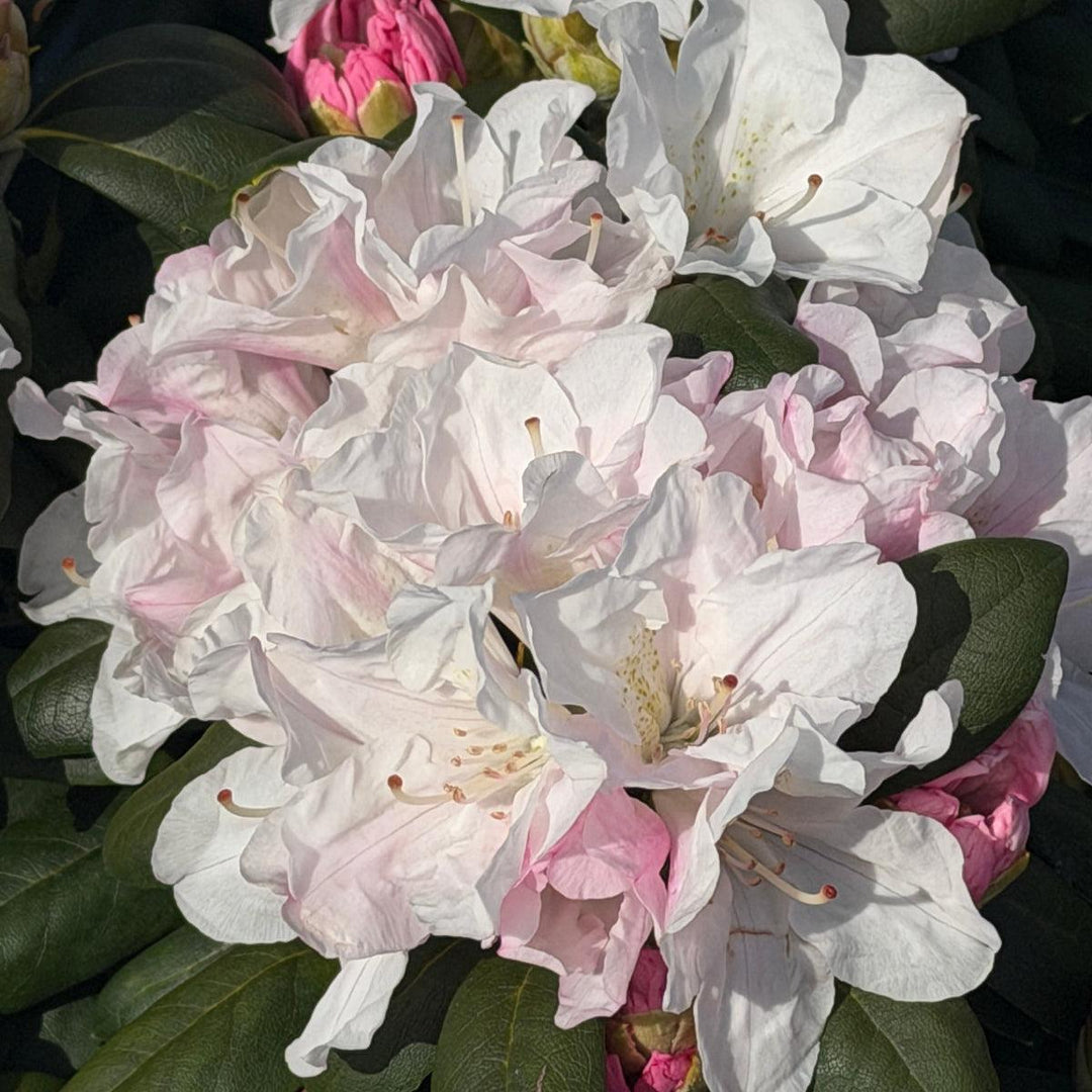 Yaku Princess Rhododendron