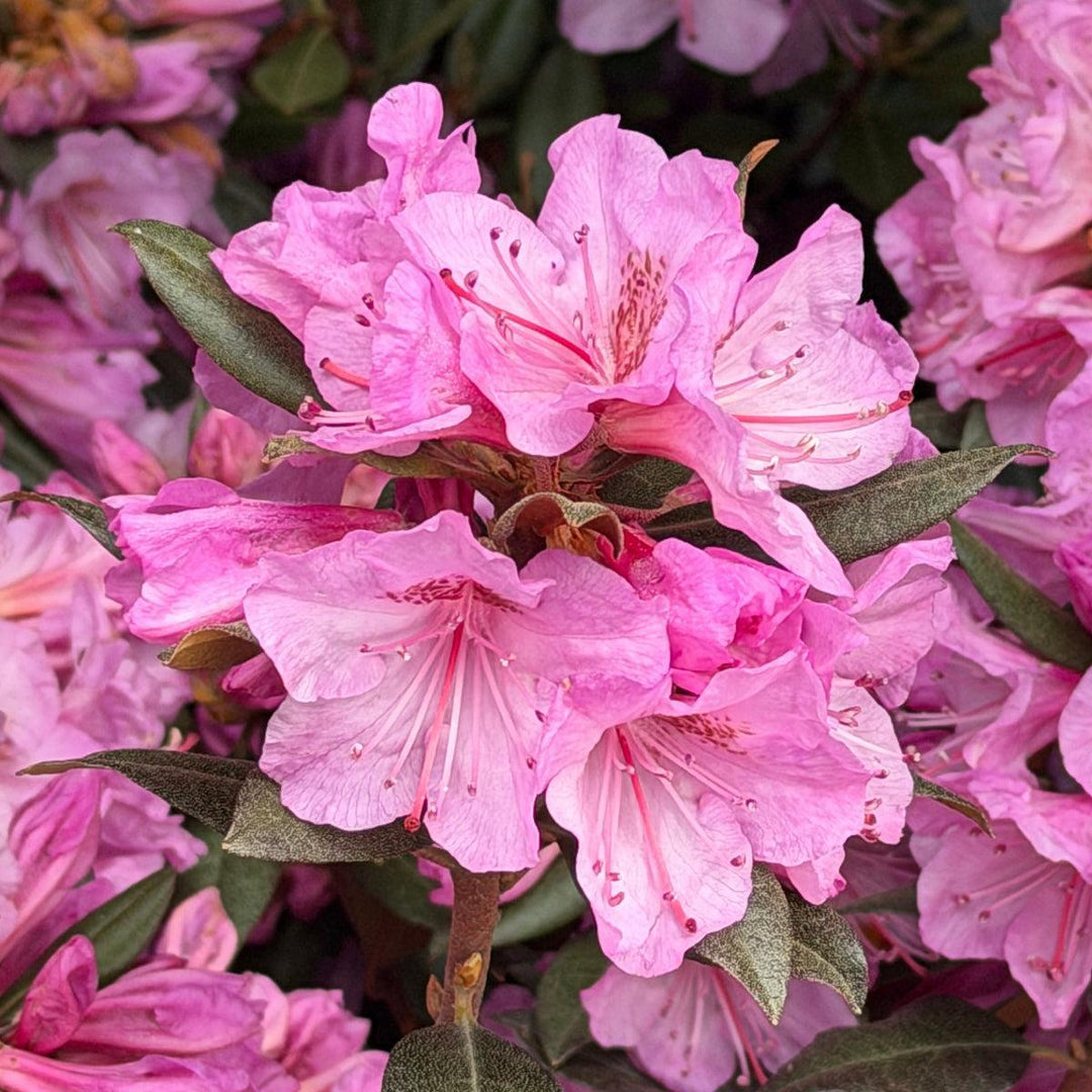 Black Hat Rhododendron |Spotswood Greenery