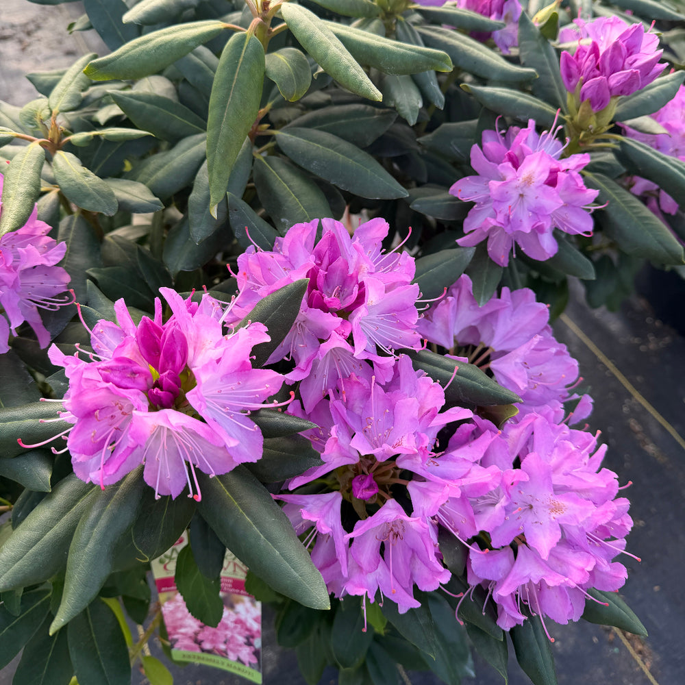 English Roseum Rhododendron |Spotswood Greenery