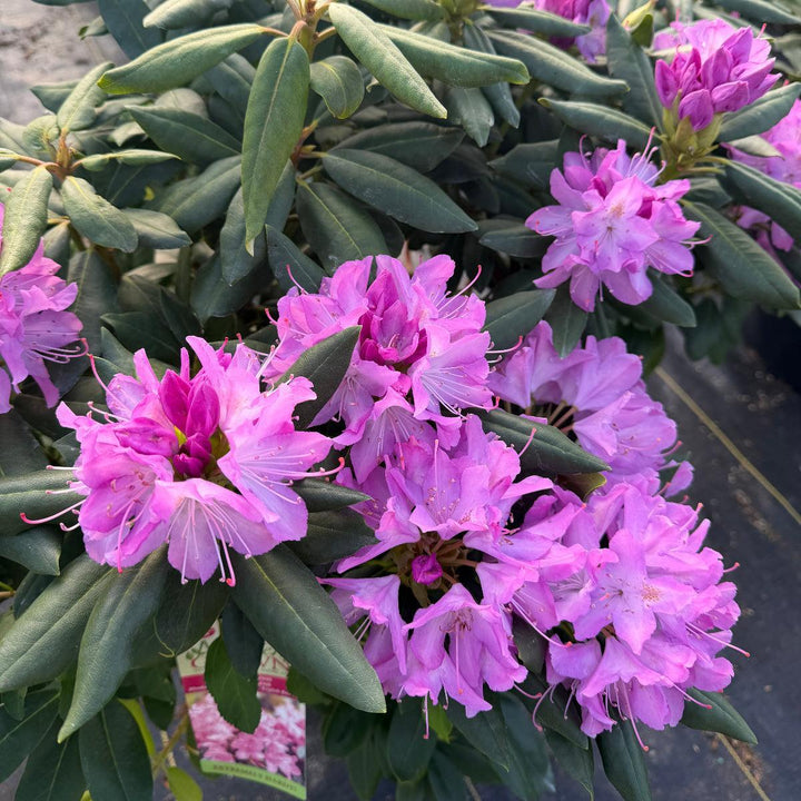 English Roseum Rhododendron |Spotswood Greenery