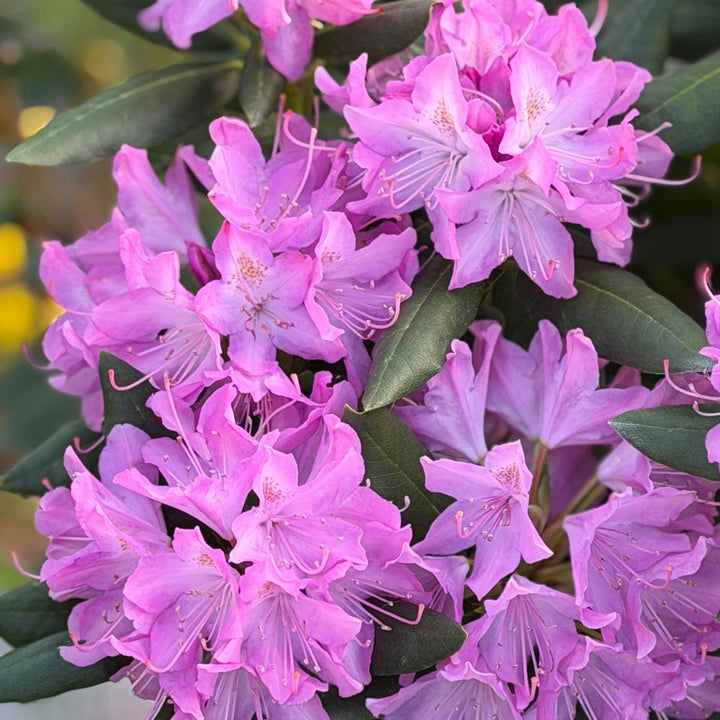 English Roseum Rhododendron |Spotswood Greenery