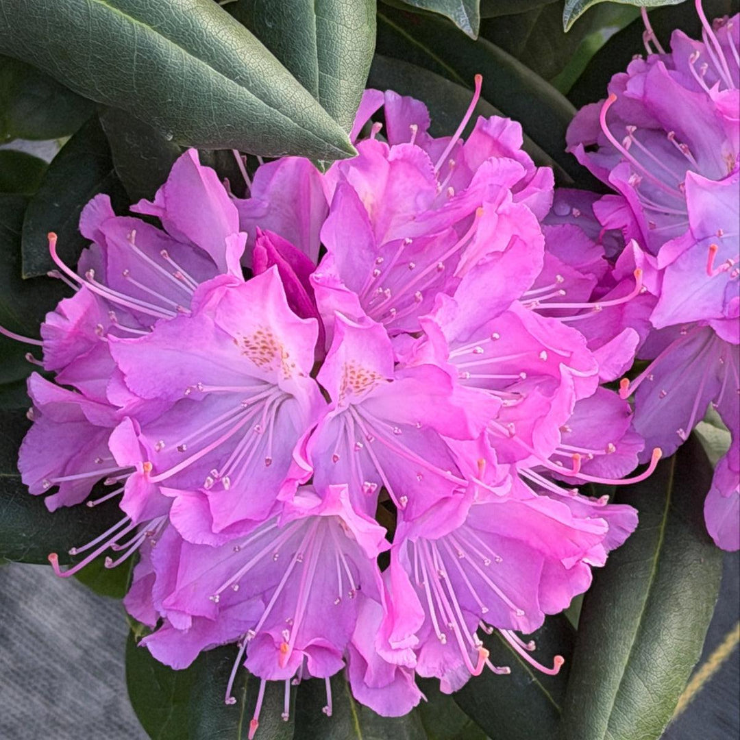 English Roseum Rhododendron |Spotswood Greenery