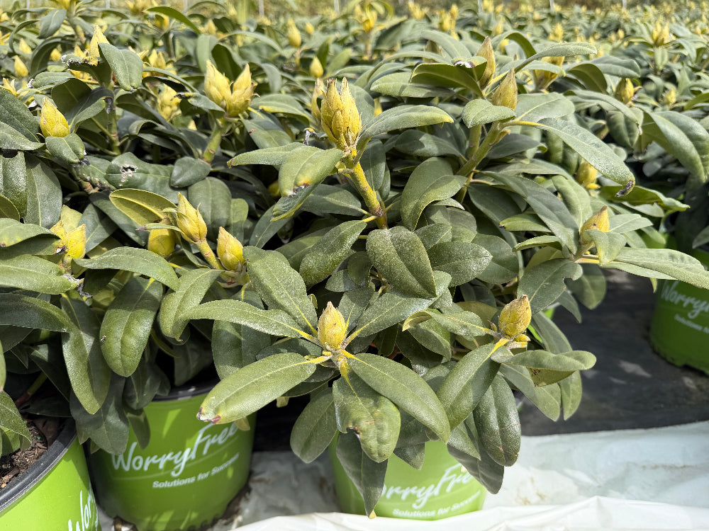 Holdens peach rhododendron |Spotswood Greenery