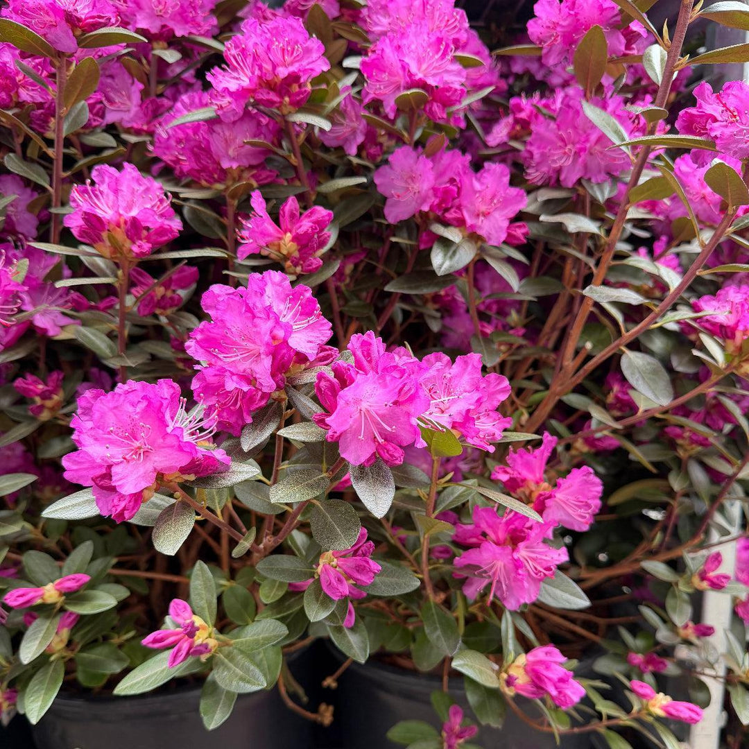 PJM Elite  Rhododendron |Spotswood Greenery