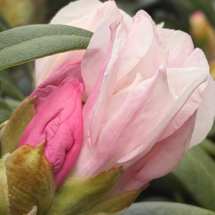 Yaku Princess Rhododendron