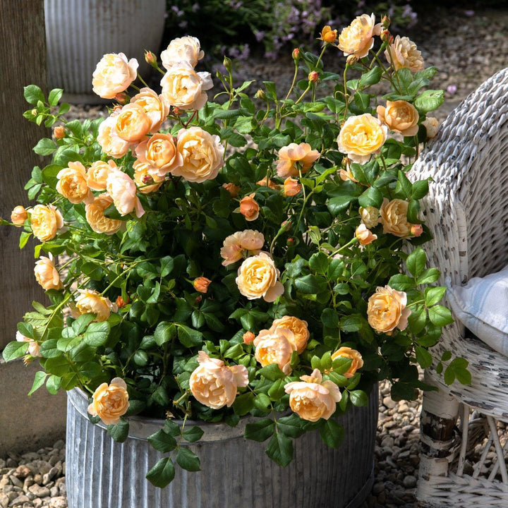 David Austin® Roald Dahl® Rose |David Austin® Roses